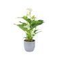 White Anthurium Plant Elegant Flamingo Flower Houseplant, thumbnail 3 of 7