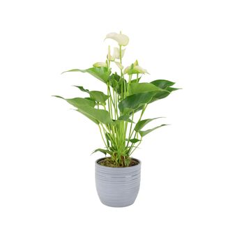 White Anthurium Plant Elegant Flamingo Flower Houseplant, 3 of 7