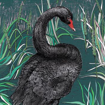 'Black Swan' Print, 3 of 3