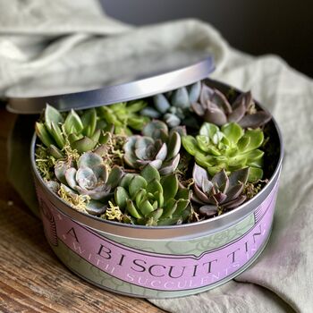 Succulents In A Biscuit Tin, 9 of 12