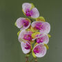 Pink Artificial Orchid Silver 46cm Harlequin Real Touch, thumbnail 3 of 3