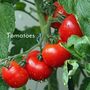 You're My Pomme D'amour Valentine Card And Tomato Seeds, thumbnail 2 of 4