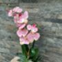Large Pink Phalenopsis Orchid In Gold Bowl, thumbnail 5 of 7