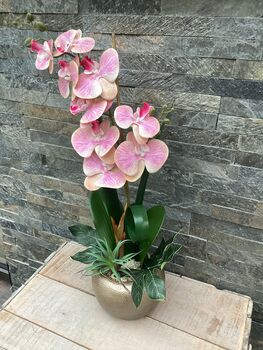 Large Pink Phalenopsis Orchid In Gold Bowl, 5 of 7