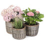 Set Of Three Round Woven Wicker Planters, thumbnail 2 of 8