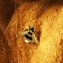 Gold British Bee Enamel Lapel Pin, thumbnail 2 of 5