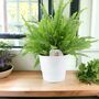 Boston Fern In White Ceramic Pot – Air Purifying Plant, thumbnail 1 of 2