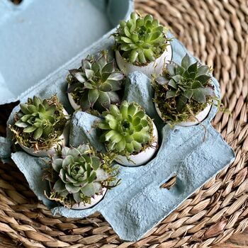 Succulent Egg Box, 4 of 10