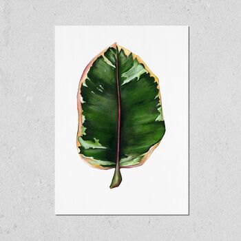 Ficus Elastica A3 Art Print, 2 of 3