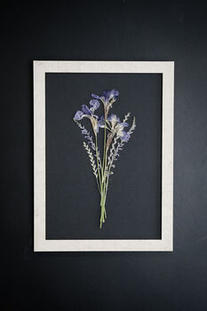 A3 Pressed Flower Art – Twilight Iris Botanical Frame In Sand, 2 of 7