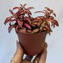 Terrarium Making Bundle, thumbnail 2 of 6