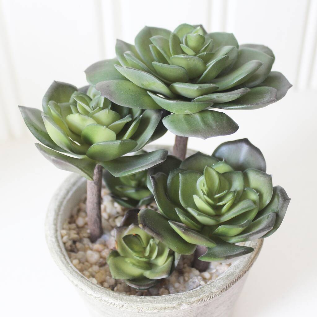  Artificial  Potted Succulent  By Lime Tree London 