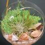 Diy Air Plant Terrarium Kit Hanging Terrarium Gift Forest Green With Optional Gold Stand, thumbnail 7 of 7