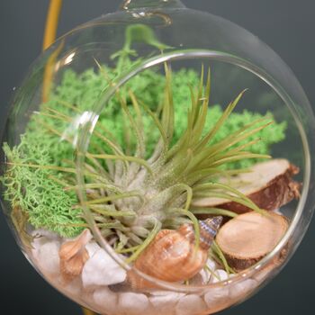 Diy Air Plant Terrarium Kit Hanging Terrarium Gift Forest Green With Optional Gold Stand, 7 of 7