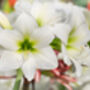 Amaryllis Bulbs 'White' One X Bulb, thumbnail 3 of 7