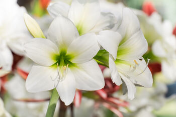Amaryllis Bulbs 'White' One X Bulb, 3 of 7