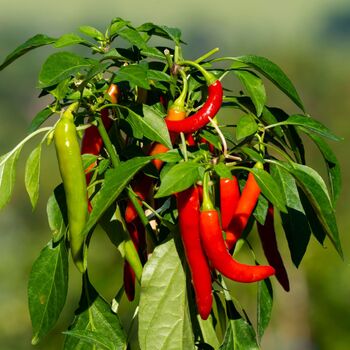 Ornamental Chilli Pepper Plants Two X 9cm Pots, 4 of 5