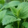Lemon Balm Seeds, thumbnail 2 of 3