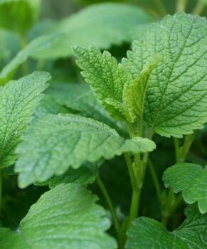Lemon Balm Seeds, 2 of 3