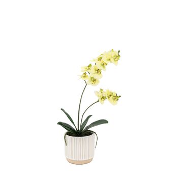 Orchid Cream In Ribbed White Ceramic Pot, 2 of 6