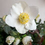 Grow Your Own Christmas Rose. Letterbox Gift, thumbnail 3 of 4
