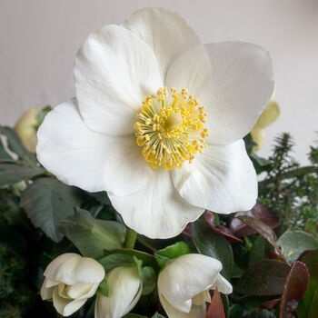 Grow Your Own Christmas Rose. Letterbox Gift, 3 of 4