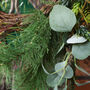 Luxury Evergreen Wreath, thumbnail 4 of 4