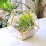 Gold Geometric Terrarium Kit With Air Plant Lover Gift Mother's Day, thumbnail 1 of 9