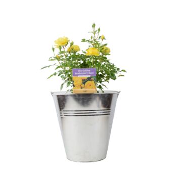 The Golden Anniversary Rose – Golden Yellow Patio Rose, 2 of 5