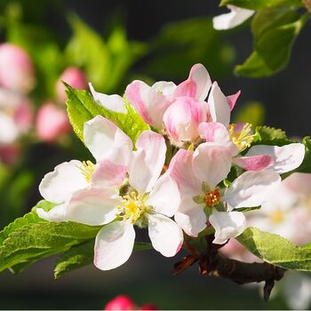 Fruit Trees Apple Cox Orange Pippin One X 10 L Pot, 3 of 4