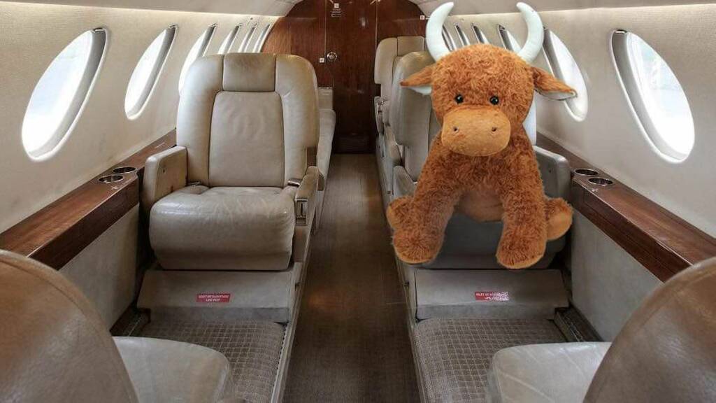 giant highland cow teddy