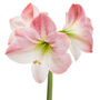 Amaryllis 'Apple Blossom' Two X Bulb Pack, thumbnail 5 of 5