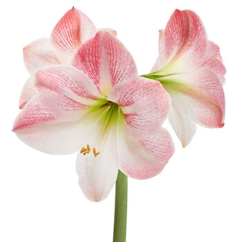 Amaryllis 'Apple Blossom' Two X Bulb Pack, 5 of 5
