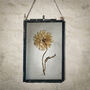 Small Antique Pressed Flower Frame: Straw Flower, thumbnail 2 of 8