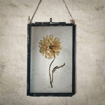 Small Antique Pressed Flower Frame: Straw Flower, 2 of 8