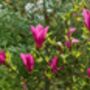 Magnolia Tree, 'Susan', thumbnail 5 of 5