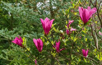 Magnolia Tree, 'Susan', 5 of 5
