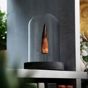 Spinosaurus Tooth Bell Jar Authentic Real Dinosaur Fossil, 2 of 5