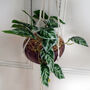 85cm Hanging Artificial Potted Pothos Plant, thumbnail 1 of 3