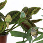 Budgie Plant Hugger Decorations, thumbnail 1 of 8