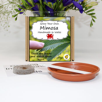 Grow Your Own Mimosa Sensitive Plant Growing Kit, 2 of 5
