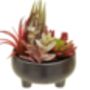 Mixed Succulents In Ceramic Pot, thumbnail 4 of 4