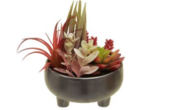 Mixed Succulents In Ceramic Pot, 4 of 4