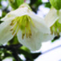Evergreen Clematis, Winter Flowering, thumbnail 2 of 2