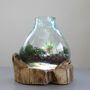 Molten Glass Terrarium Decorative Bowl On Wooden Base, thumbnail 5 of 9