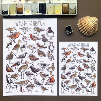 Waders Of Britain Watercolour Postcard, 2 of 11