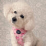 Sunday Rose Floral Dog Harness, thumbnail 5 of 7