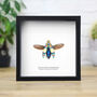 Rainbow Banded Jewel Beetle Insect Bug Entomology Taxidermy Box Frame, thumbnail 1 of 3