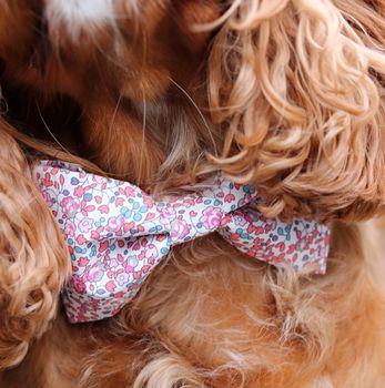 Pink Liberty Print Dog Bow Tie, 4 of 4