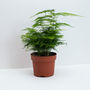 Asparagus Fern, Plumosa Fern House Plant, thumbnail 2 of 2